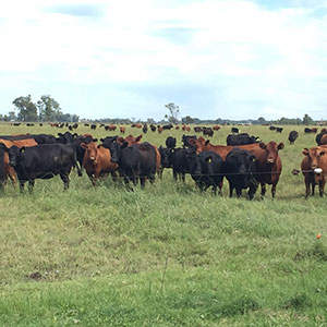 Que hacemos Agricultura